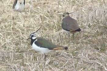 Sun, 2/27/2022 Birding report at 知多市柳花2丁目