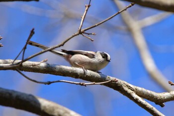 2022年2月27日(日) 町田市の野鳥観察記録