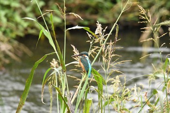 カワセミ 野川 2017年10月2日(月)