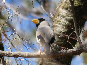 2022年2月26日(土) 東京都立桜ヶ丘公園(聖蹟桜ヶ丘)の野鳥観察記録