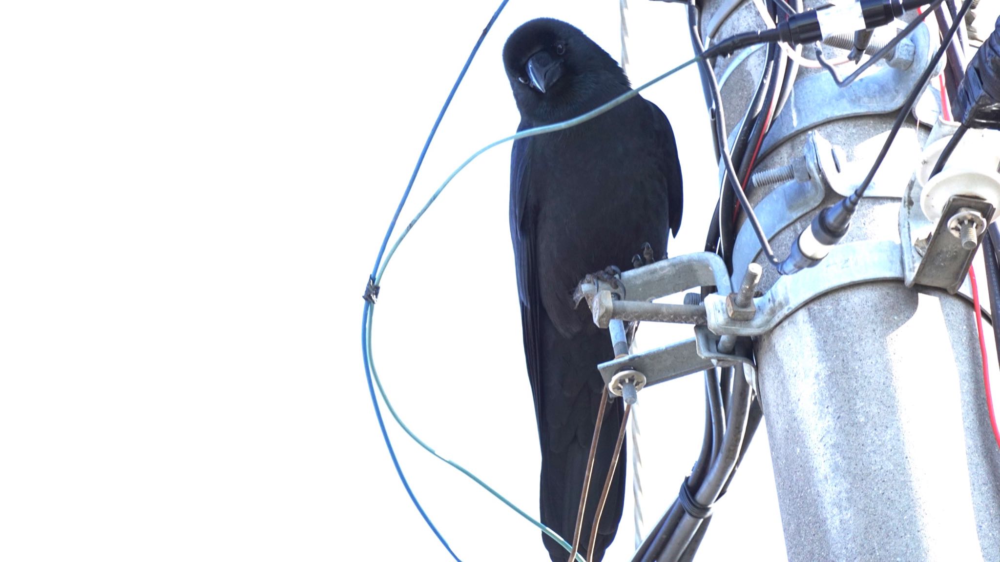 Large-billed Crow