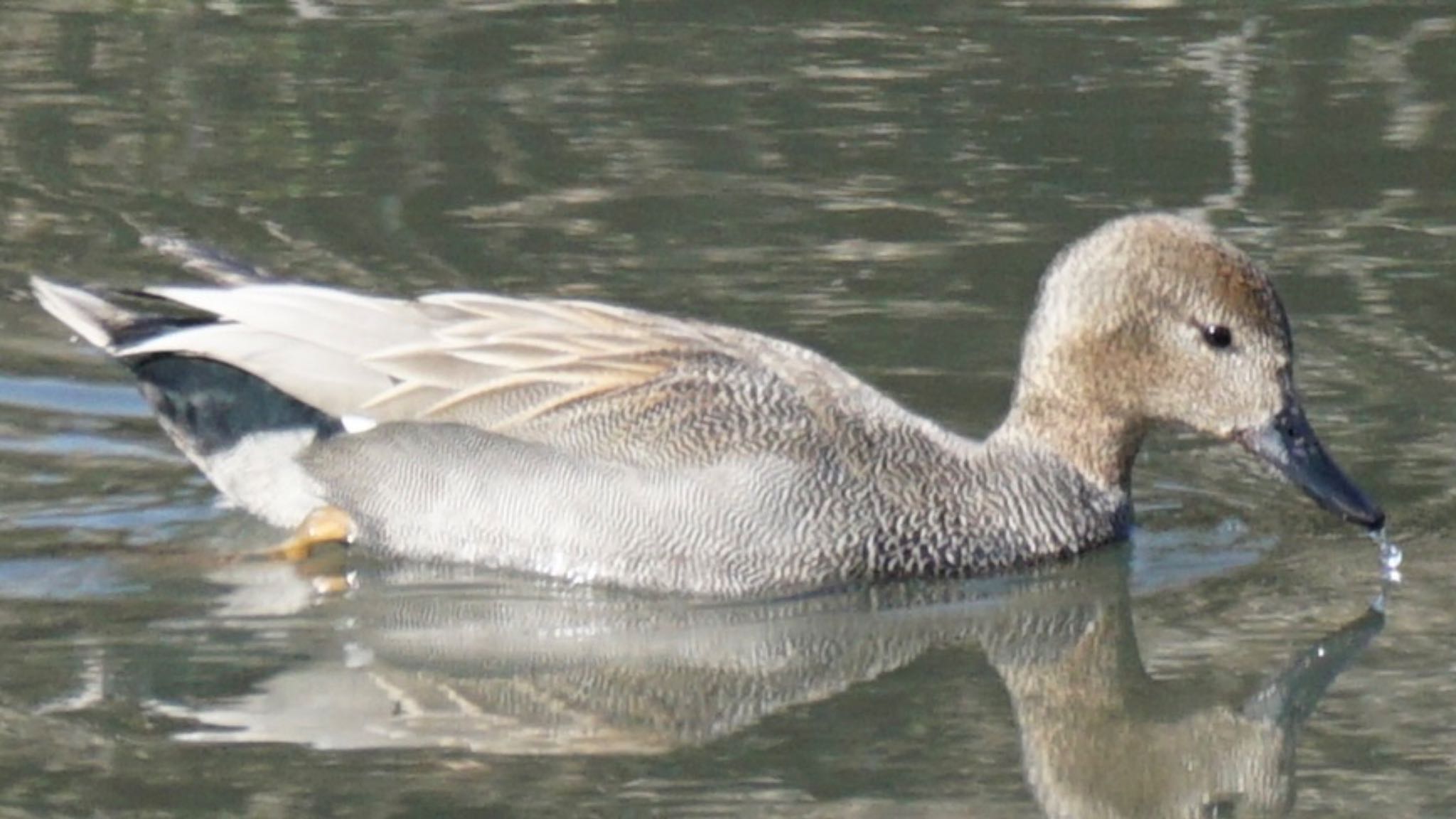 Photo of Gadwall at 埼玉県さいたま市 by ツピ太郎