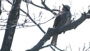 Brown-eared Bulbul 埼玉県さいたま市 Sun, 2/27/2022