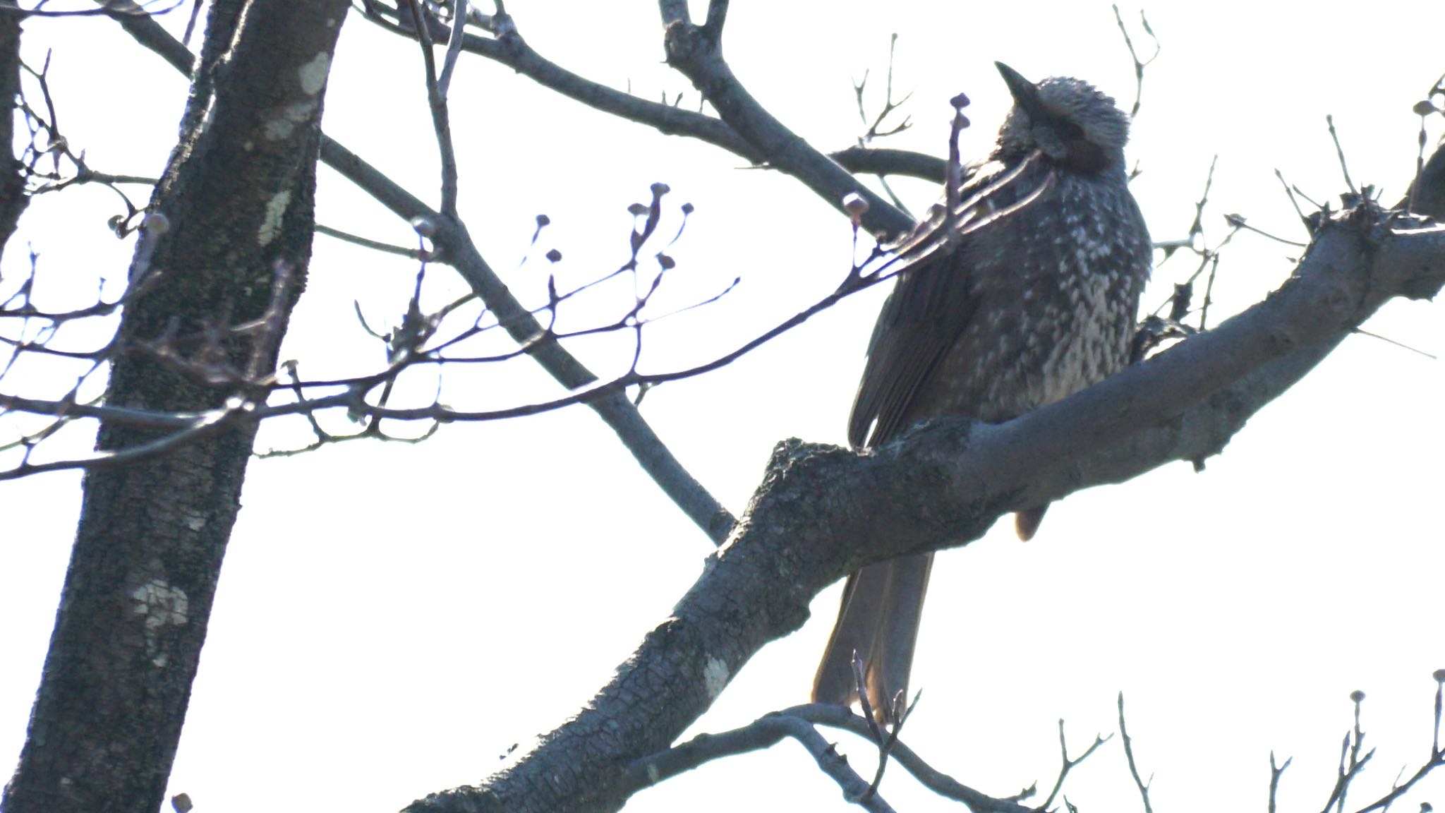 Brown-eared Bulbul