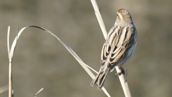 Meadow Bunting 埼玉県さいたま市 Sun, 2/27/2022