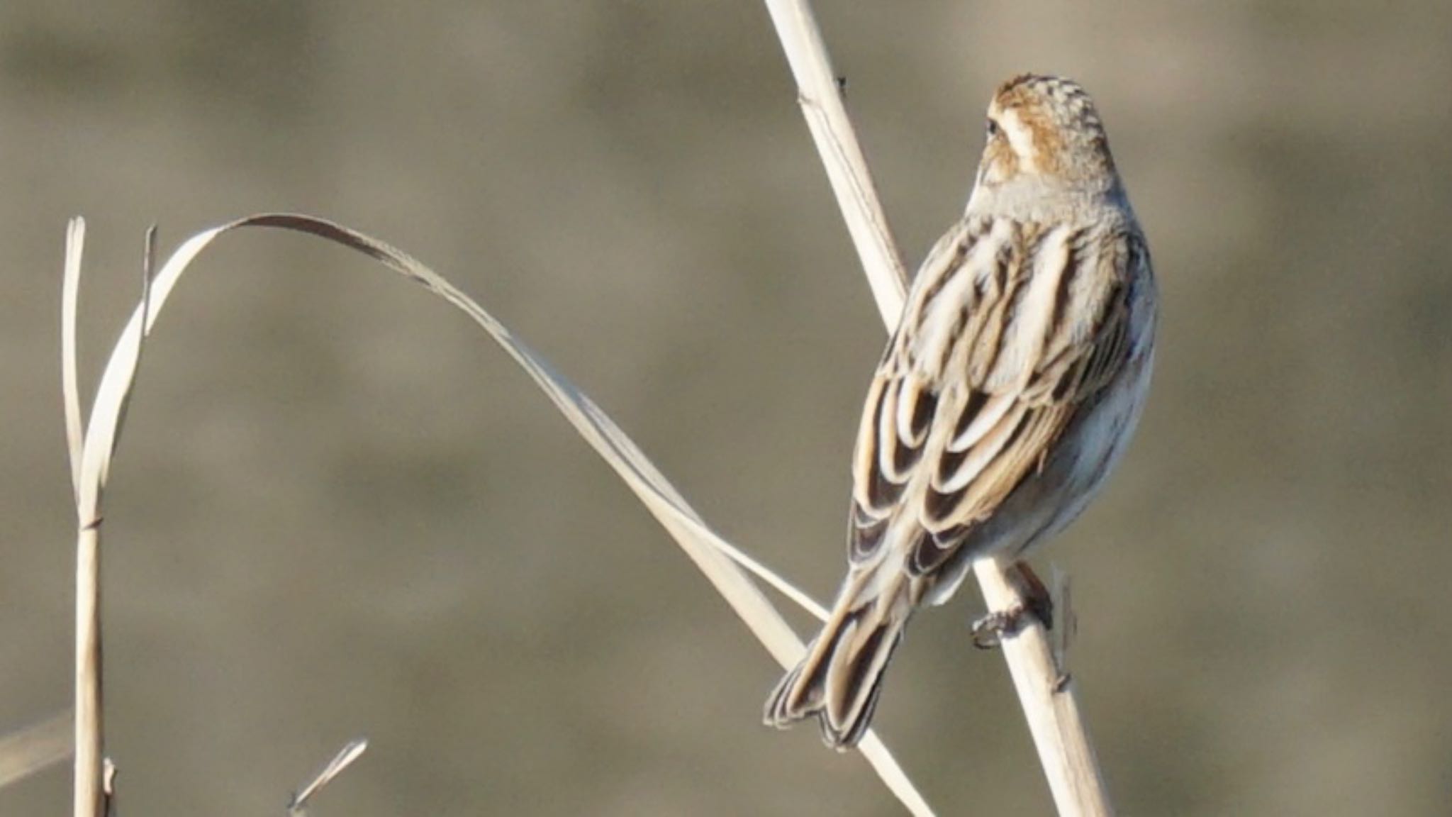 Meadow Bunting