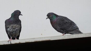 Rock Dove 埼玉県さいたま市 Sun, 2/27/2022