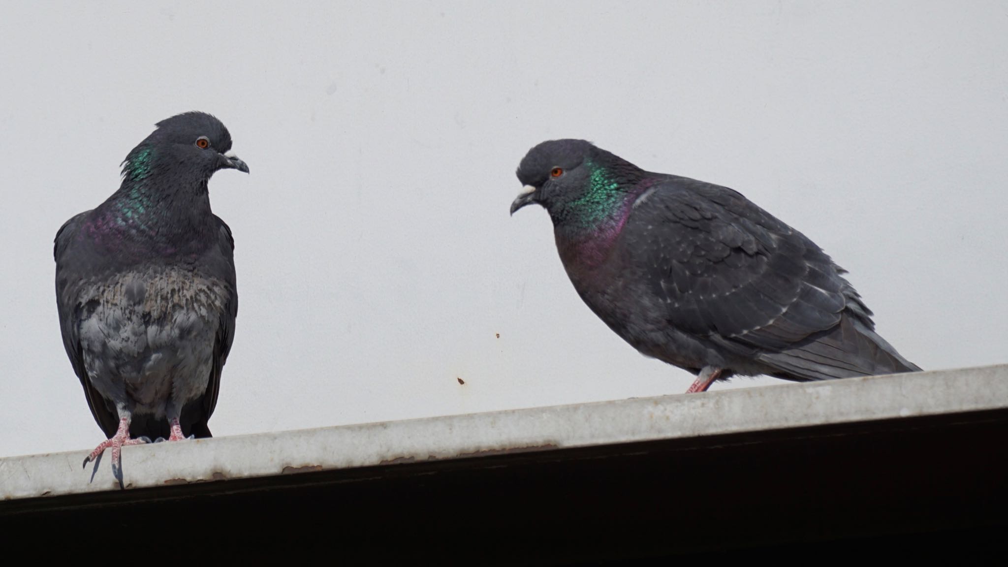 Photo of Rock Dove at 埼玉県さいたま市 by ツピ太郎