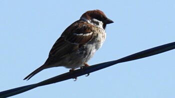 Eurasian Tree Sparrow 埼玉県さいたま市 Sun, 2/27/2022