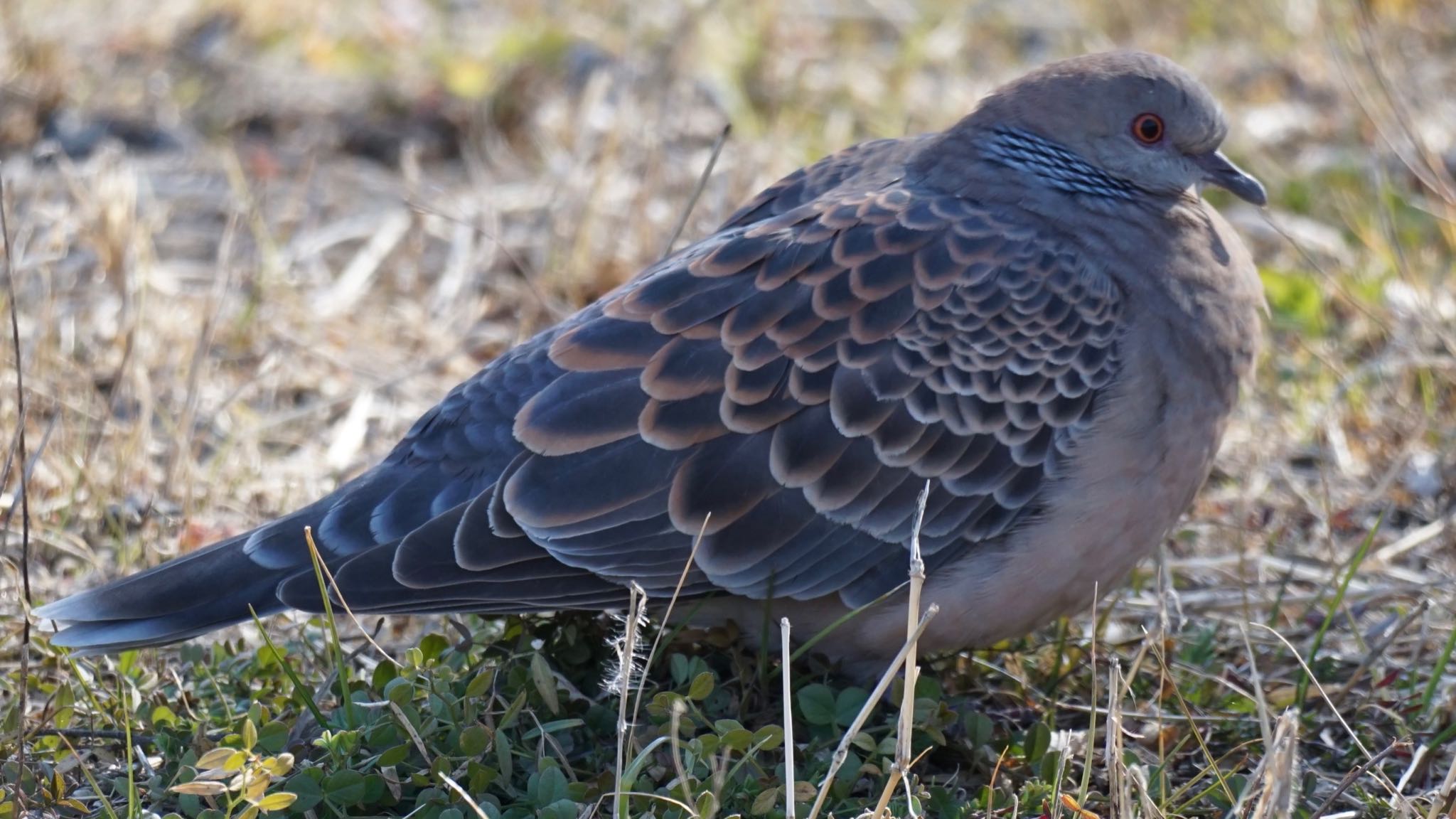 Photo of Oriental Turtle Dove at 埼玉県さいたま市 by ツピ太郎