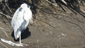 Grey Heron 埼玉県さいたま市 Sun, 2/27/2022