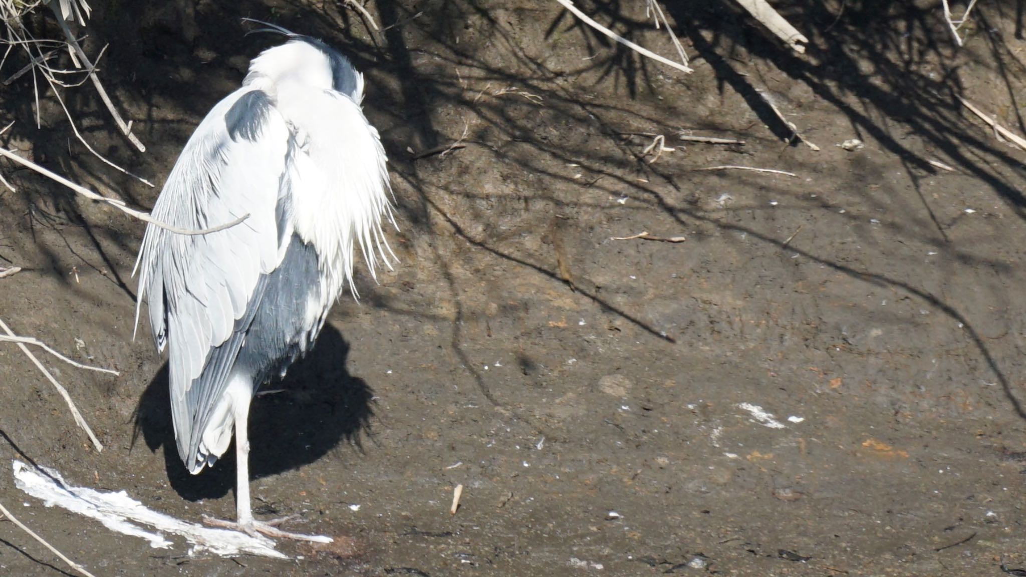 Photo of Grey Heron at 埼玉県さいたま市 by ツピ太郎