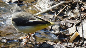 Grey Wagtail 埼玉県さいたま市 Sun, 2/27/2022