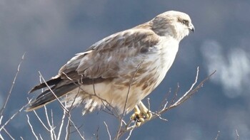 Eastern Buzzard 埼玉県さいたま市 Sun, 2/27/2022