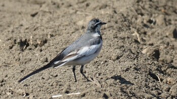 White Wagtail 埼玉県さいたま市 Sun, 2/27/2022