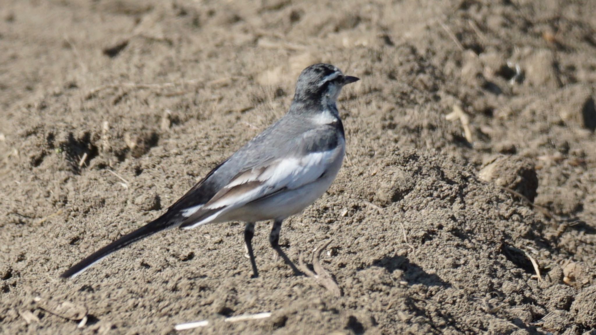 White Wagtail