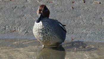 Eurasian Teal 埼玉県さいたま市 Sun, 2/27/2022