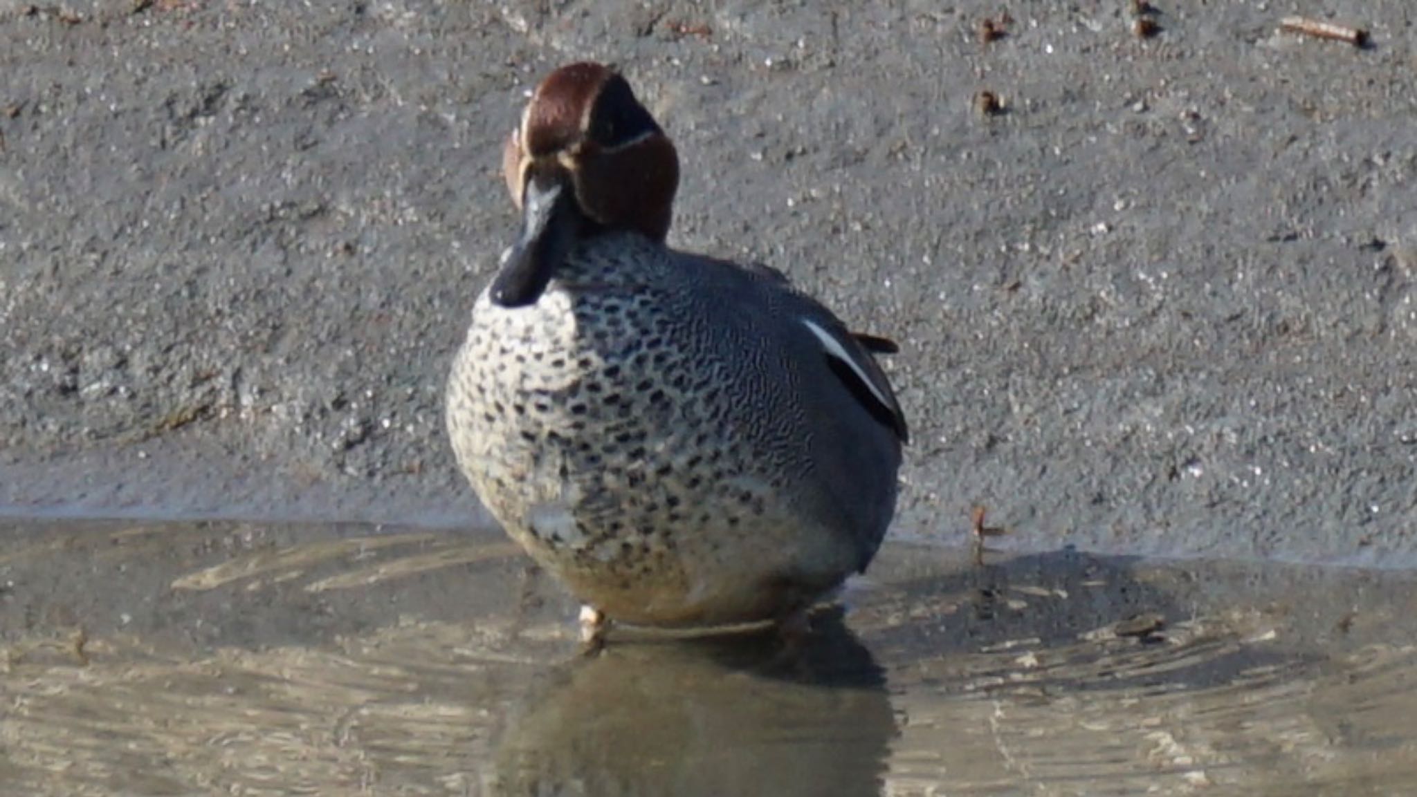 Eurasian Teal