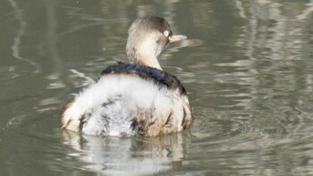 Little Grebe 埼玉県さいたま市 Sun, 2/27/2022