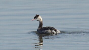 Great Crested Grebe 埼玉県さいたま市 Sun, 2/27/2022