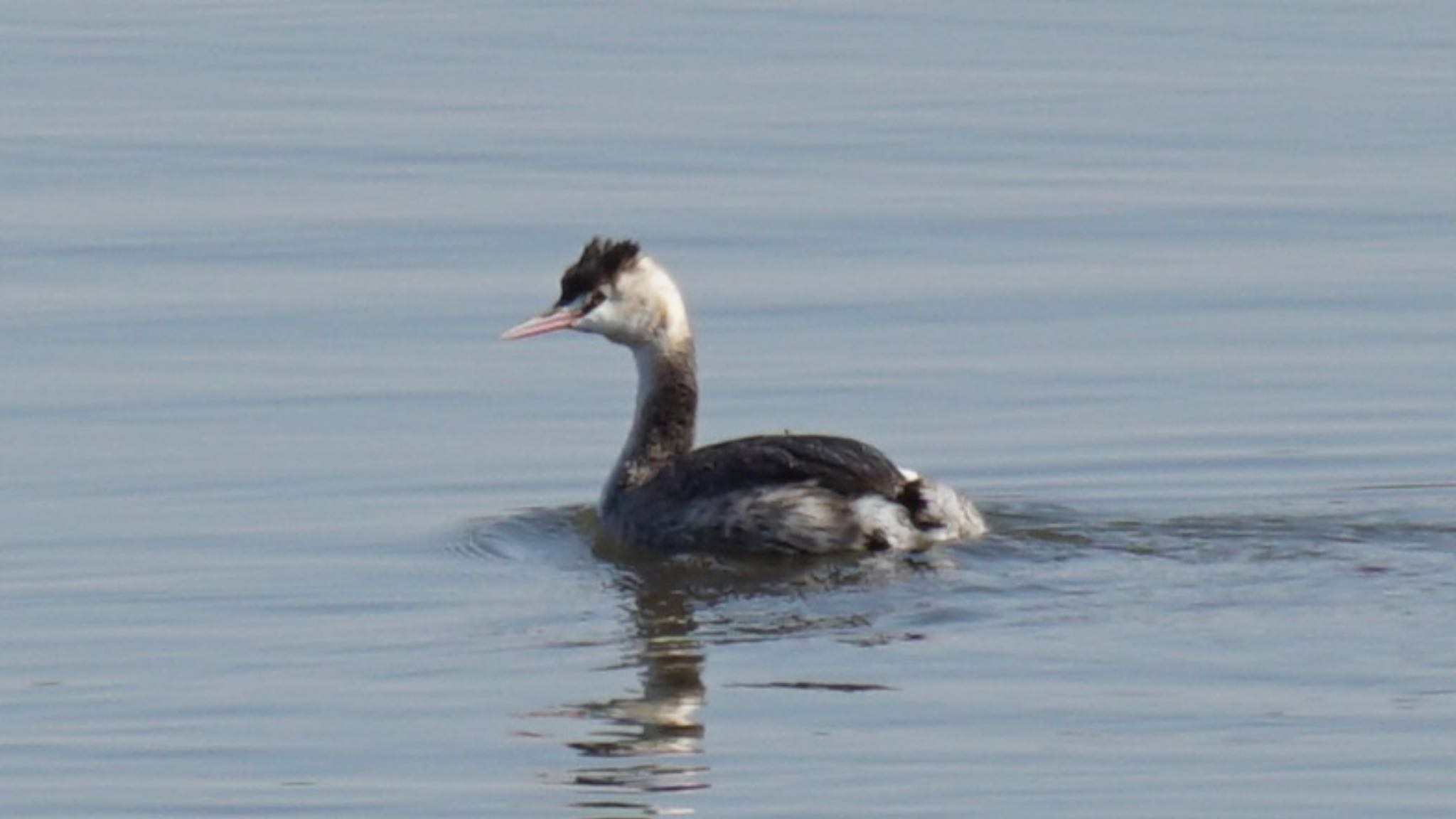 Photo of Great Crested Grebe at 埼玉県さいたま市 by ツピ太郎