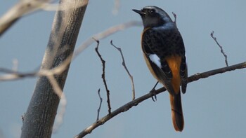 Daurian Redstart 埼玉県さいたま市 Sun, 2/27/2022