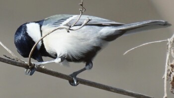 Japanese Tit 埼玉県さいたま市 Sun, 2/27/2022