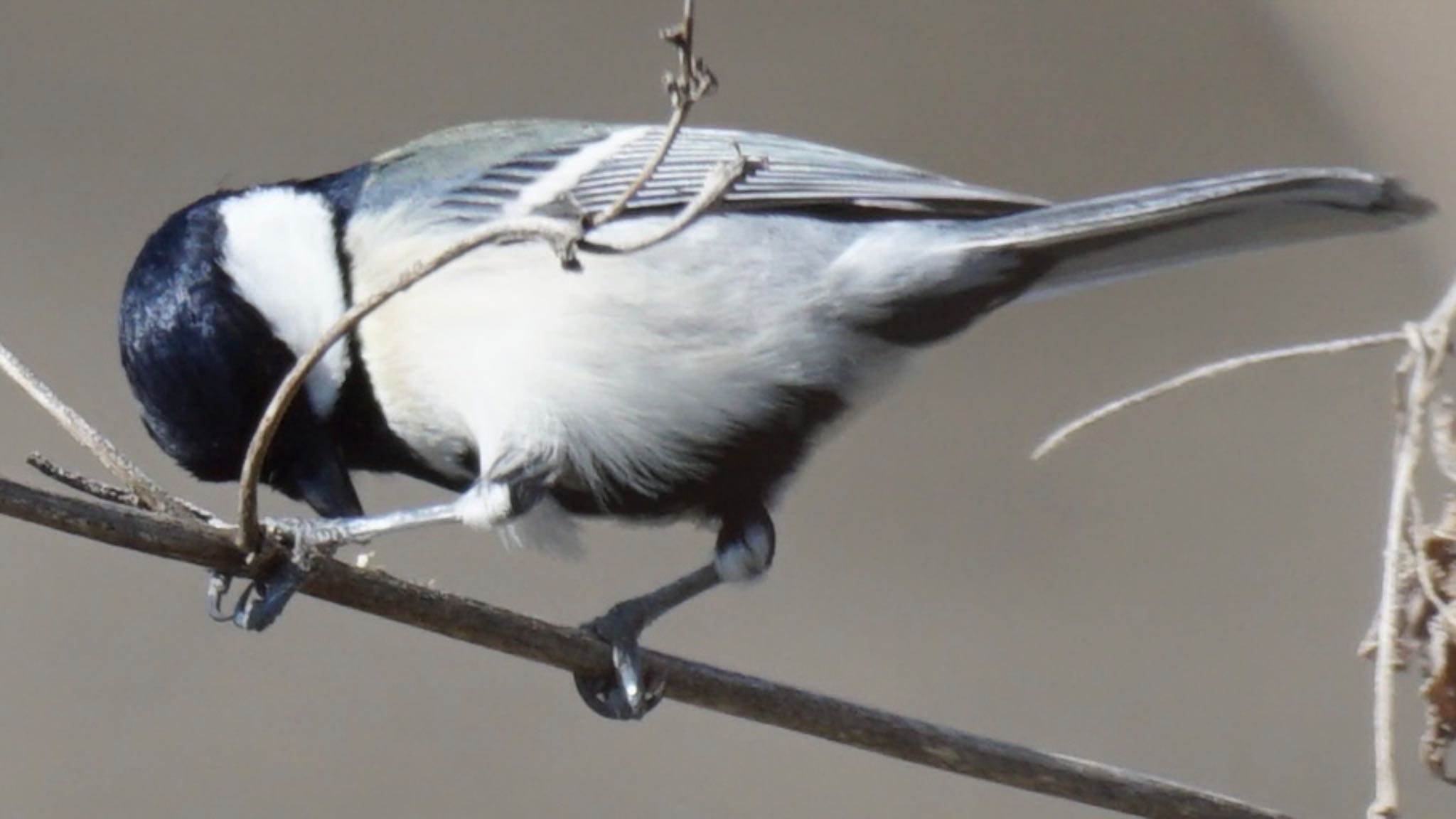 シジュウカラ