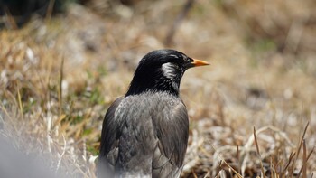 White-cheeked Starling 埼玉県さいたま市 Sun, 2/27/2022