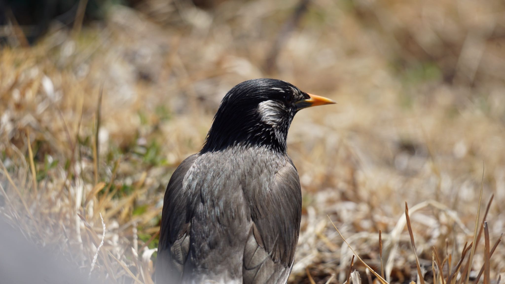 Photo of White-cheeked Starling at 埼玉県さいたま市 by ツピ太郎