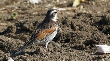 Dusky Thrush 埼玉県さいたま市 Sun, 2/27/2022