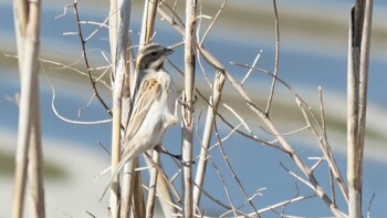 Common Reed Bunting 埼玉県さいたま市 Sun, 2/27/2022