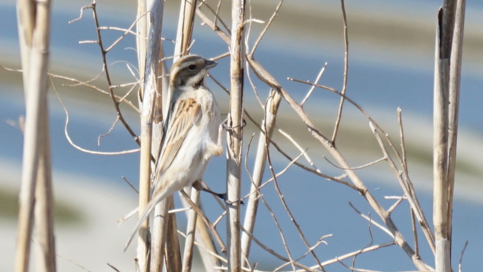 Photo of Common Reed Bunting at 埼玉県さいたま市 by ツピ太郎