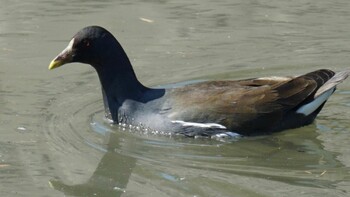 Common Moorhen 埼玉県さいたま市 Sun, 2/27/2022