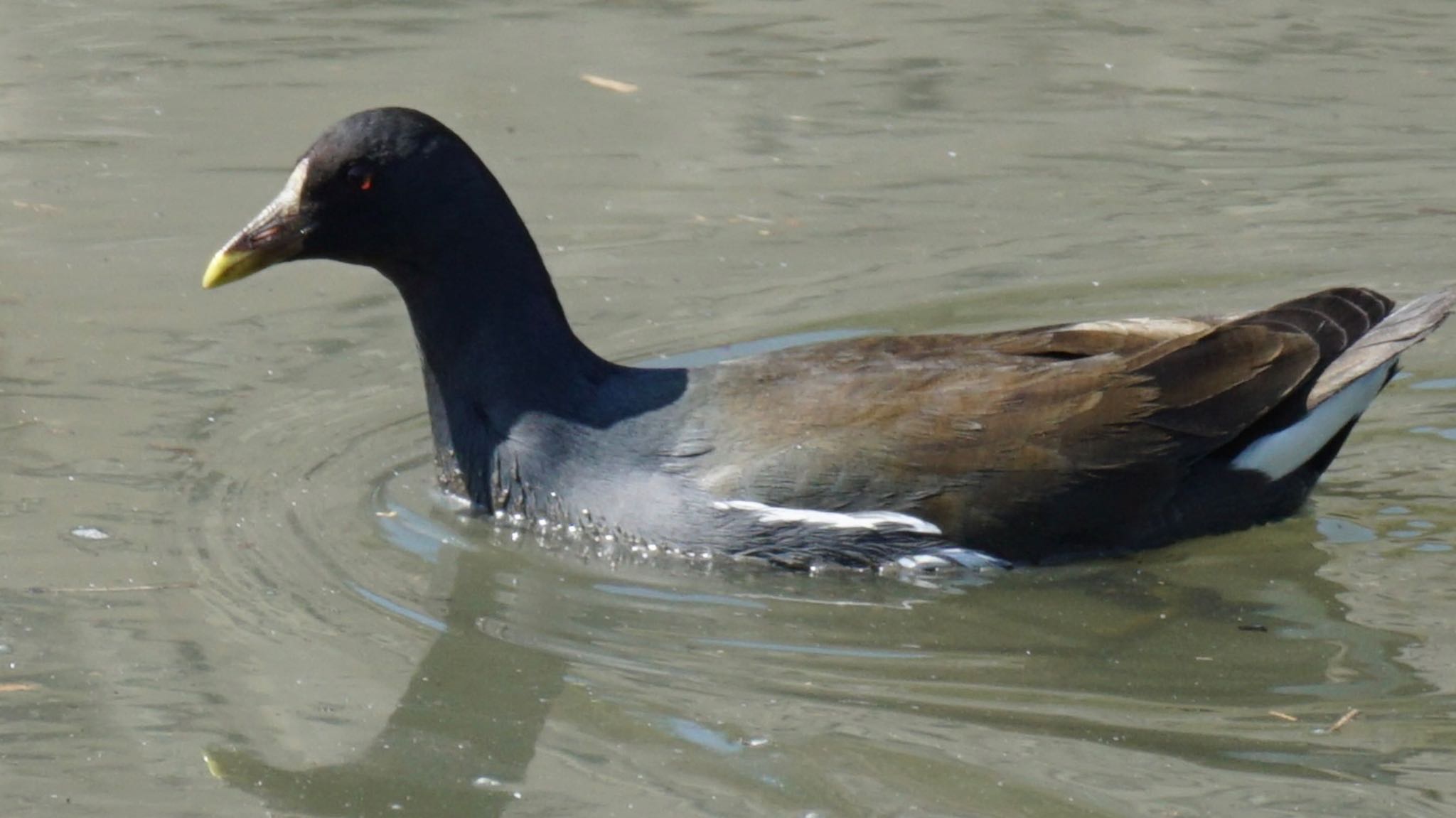 Photo of Common Moorhen at 埼玉県さいたま市 by ツピ太郎