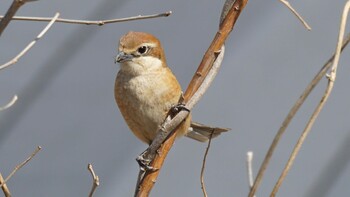 Bull-headed Shrike 埼玉県さいたま市 Sun, 2/27/2022