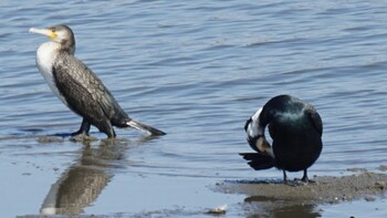 Great Cormorant 埼玉県さいたま市 Sun, 2/27/2022