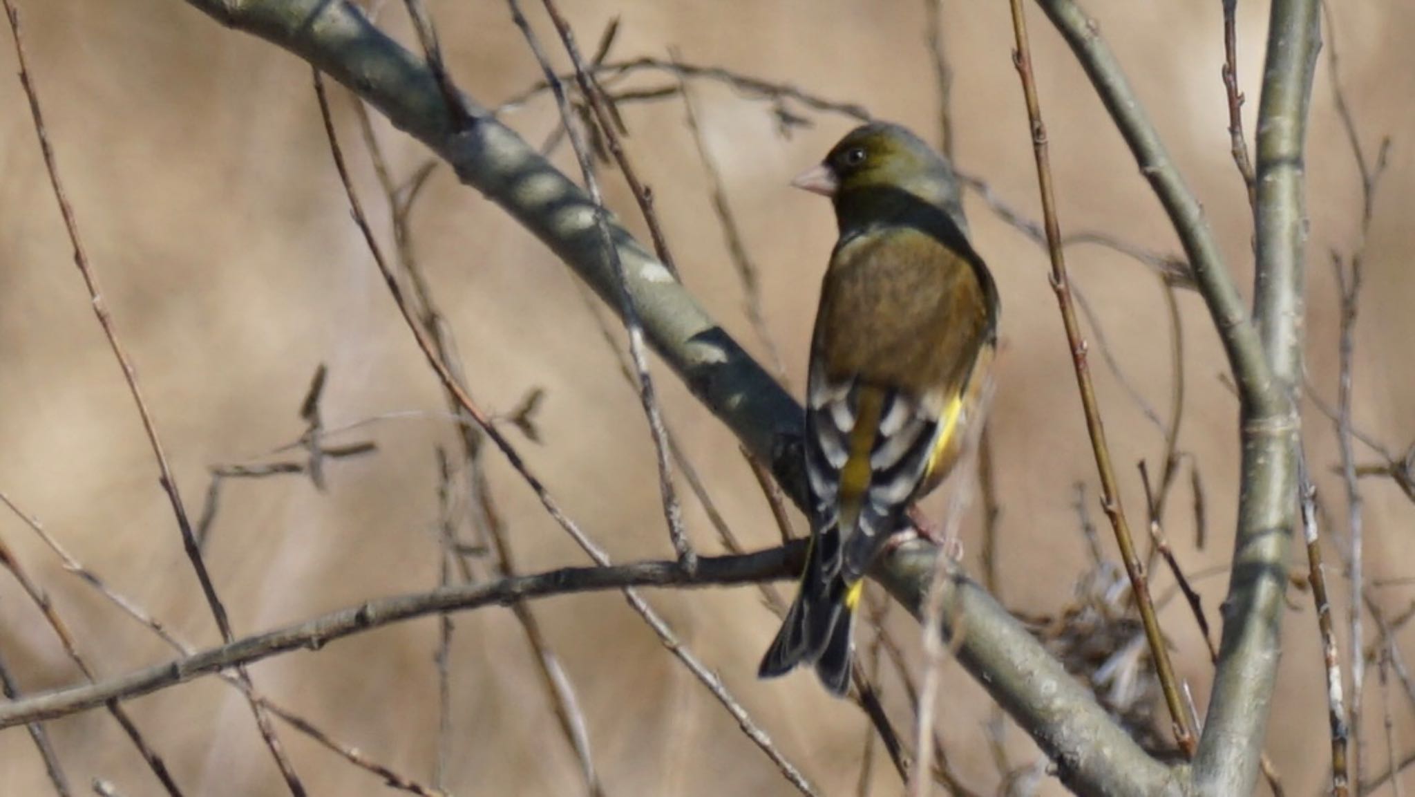 Photo of Grey-capped Greenfinch at 埼玉県さいたま市 by ツピ太郎