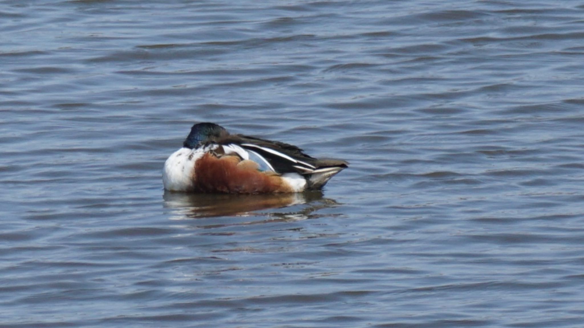 Photo of Northern Shoveler at 埼玉県さいたま市 by ツピ太郎