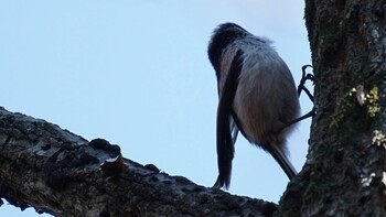 Long-tailed Tit 埼玉県さいたま市 Sun, 2/27/2022