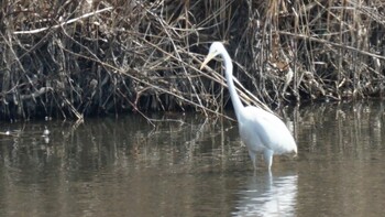 Great Egret 埼玉県さいたま市 Sun, 2/27/2022