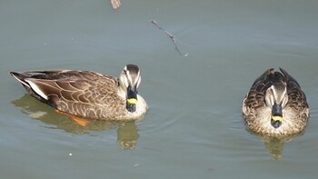 Eastern Spot-billed Duck 埼玉県さいたま市 Sun, 2/27/2022