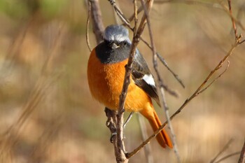 Daurian Redstart 横浜市 Sun, 2/27/2022