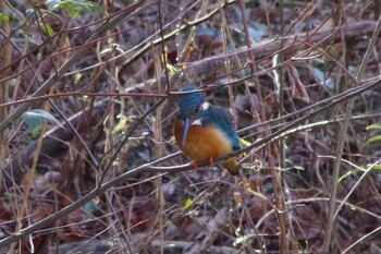 カワセミ 航空公園 2022年2月27日(日)