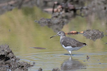 クサシギ 愛知県 2017年10月3日(火)