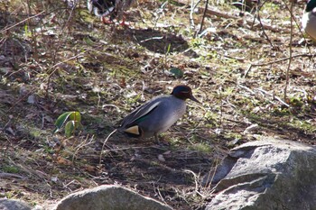 2022年2月27日(日) 航空公園の野鳥観察記録