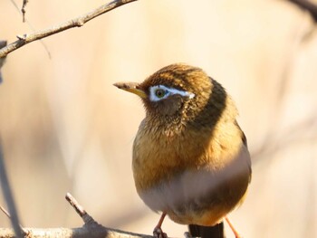 ガビチョウ 北本自然観察公園 2022年2月27日(日)