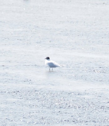 Saunders's Gull Daijugarami Higashiyoka Coast Sun, 2/27/2022