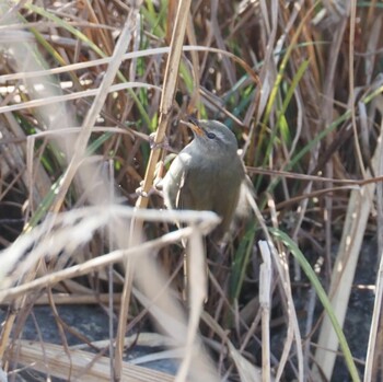 Japanese Bush Warbler 佐賀県立森林公園 Sun, 2/27/2022