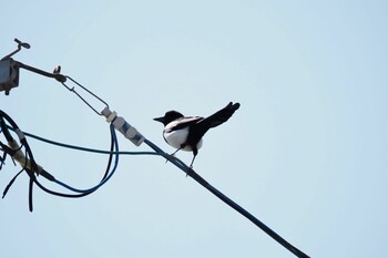 カササギ 佐賀県佐賀市 2022年2月27日(日)